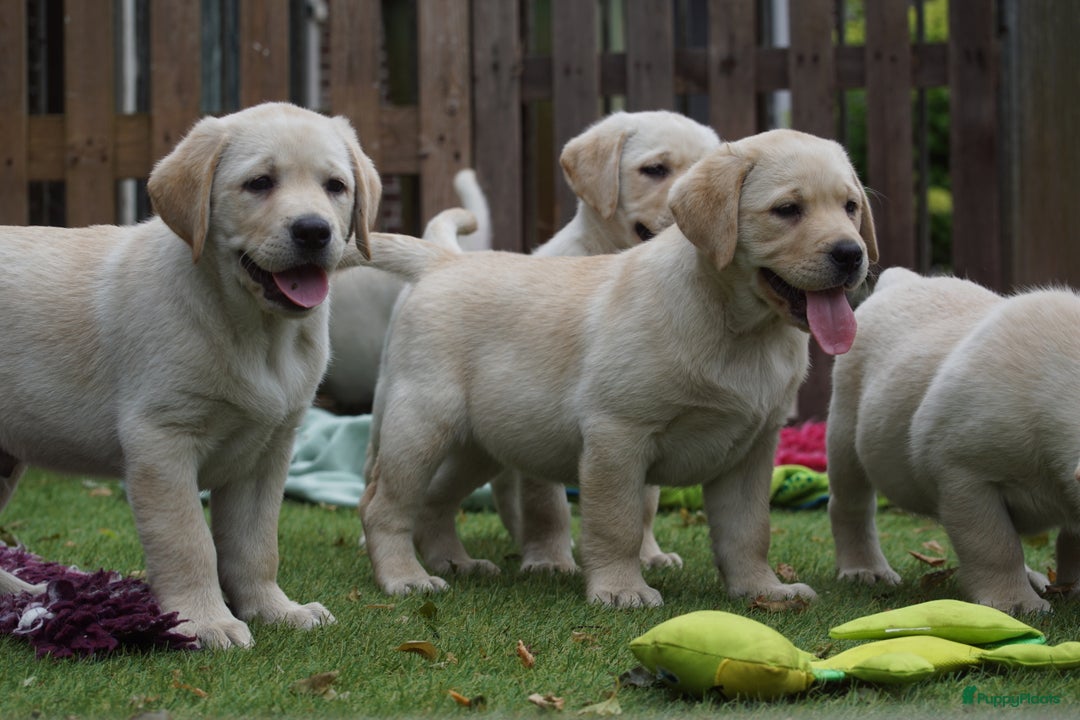 Labrador Retriever honden te koop: Authentieke Gele Labrador pups met Stamboom  - Advertentie 9
