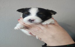 Maltipoo honden te koop: Prachtige pups maltipoo-pomerian in Helmond - Afbeelding 23
