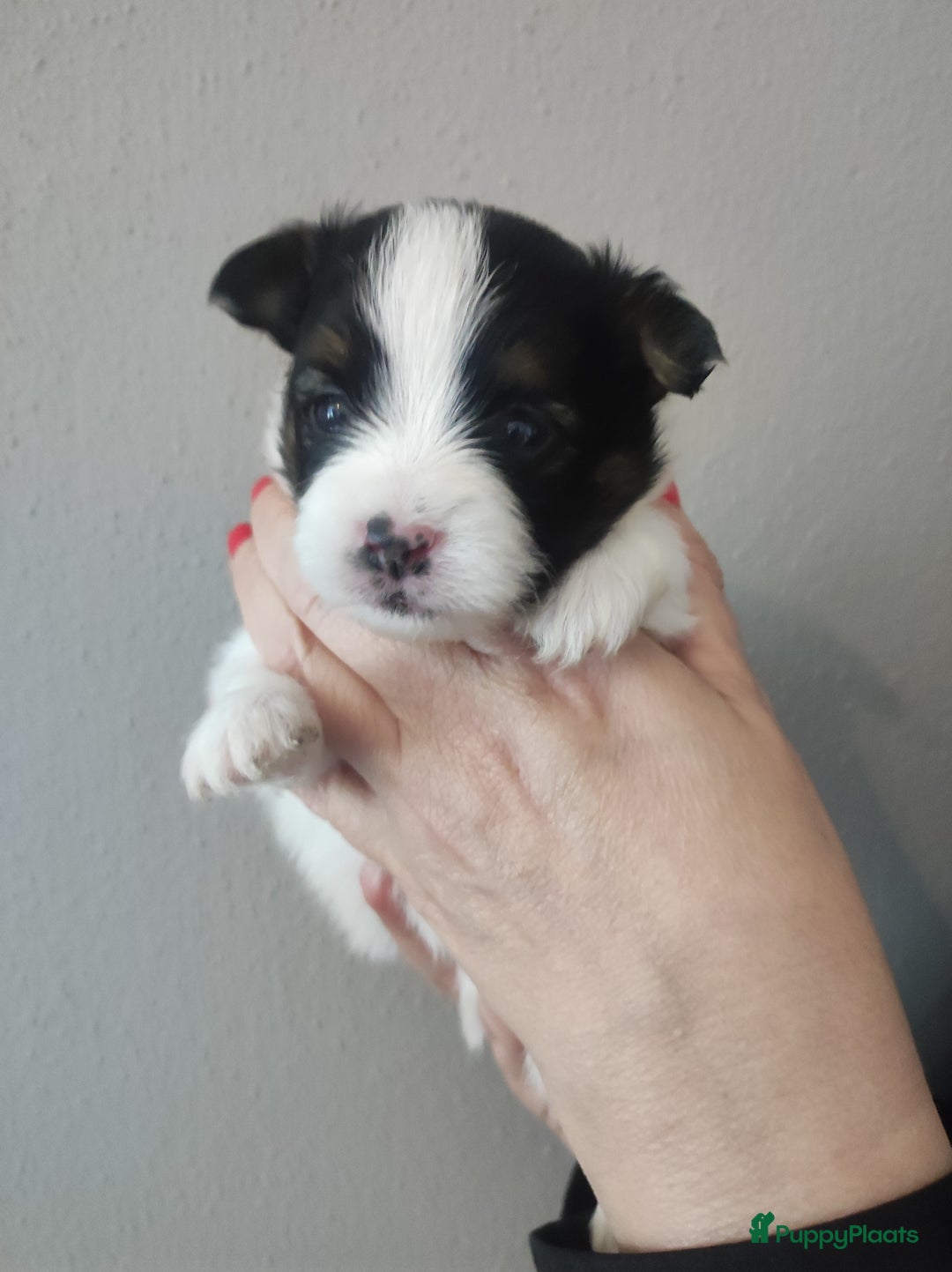 Maltipoo honden te koop: Prachtige pups maltipoo-pomerian in Helmond - Afbeelding 23
