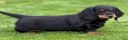 Teckel (langhaar) honden te koop: Teckelpups langhaar met FCI stamboom standaard - Advertentie 4