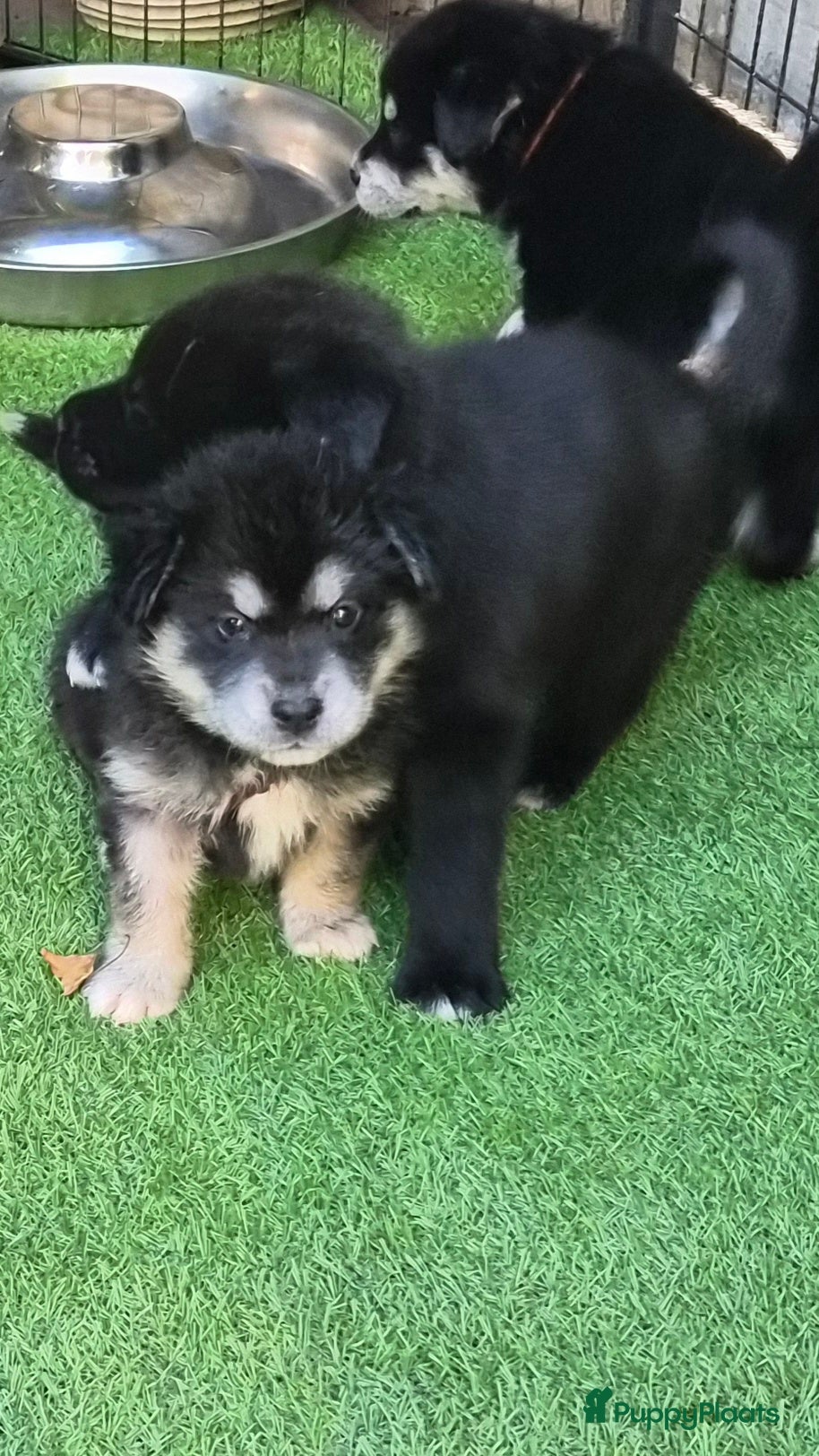 Kruising honden te koop: Labrakita pups (Labrador x Akita) Loyaal & speels - Advertentie 14