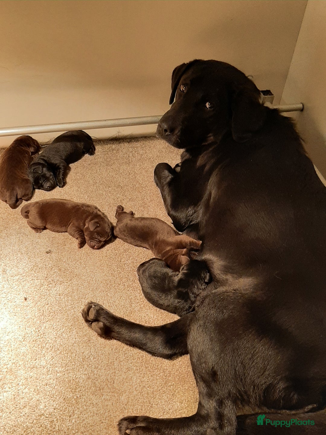 Labrador Retriever honden te koop: Labrador Retriever pups met stamboom - Advertentie 19