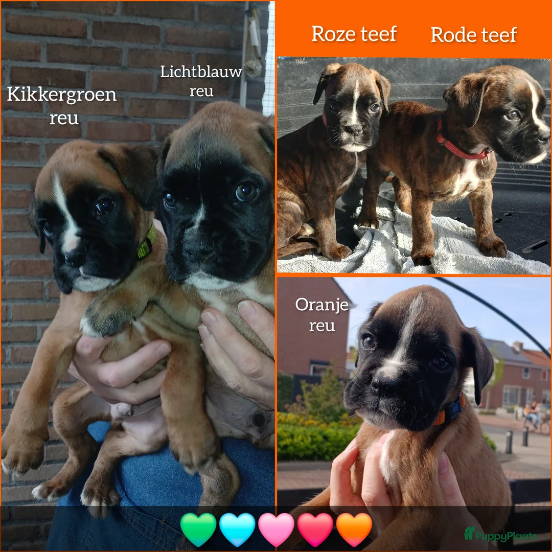 Boxer honden te koop: De laatste 5 Boxer Pups beschikbaar 🩵🩵🩵🩷🩷 - Advertentie 2