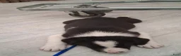 Border Collie honden te koop: Border collie puppy's in Oude Pekela - Advertentie 23