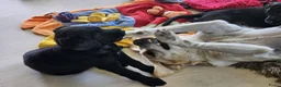 Labradoodle honden te koop: Laatste 2 labradoodles zoeken een eigen huisje - Advertentie 8