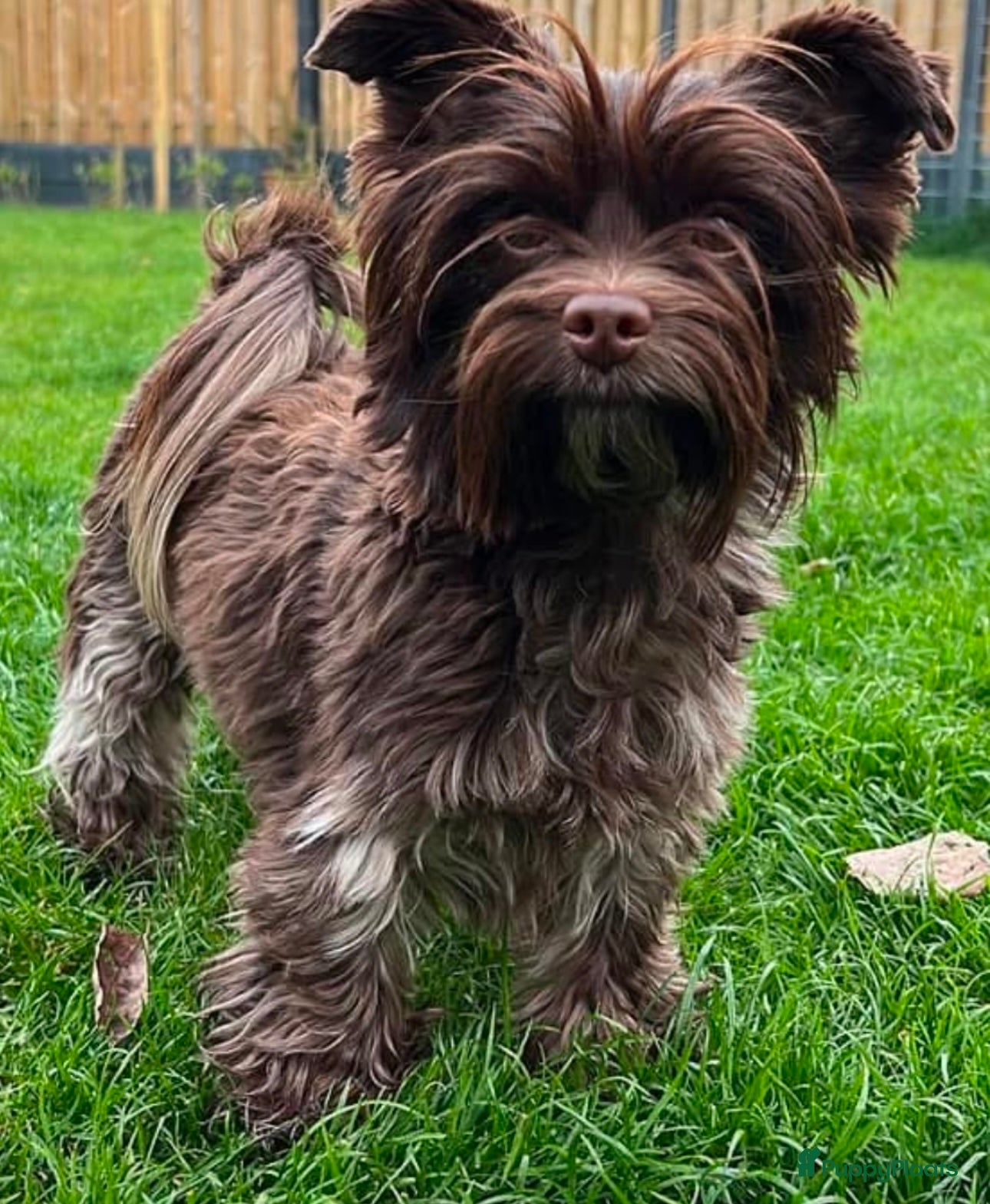 Yorkshire Terriër honden Yorkshire puppy's kruising te koop - Advertentie 1