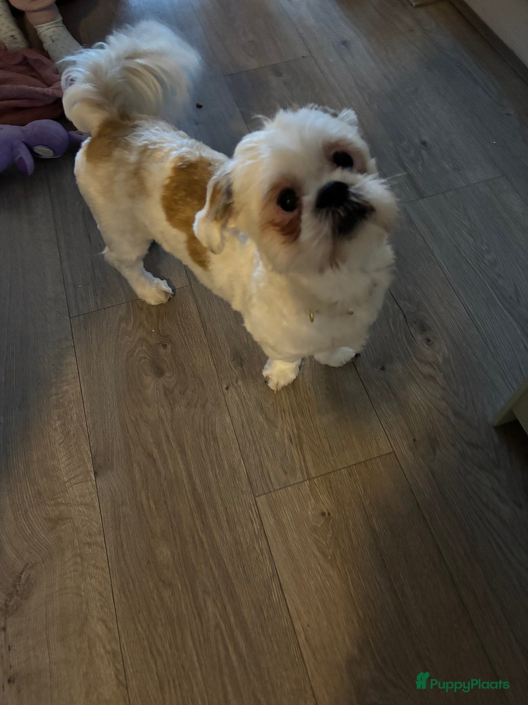 Shih Tzu honden te koop: Shih-tzu 9 maanden oud - Advertentie 5