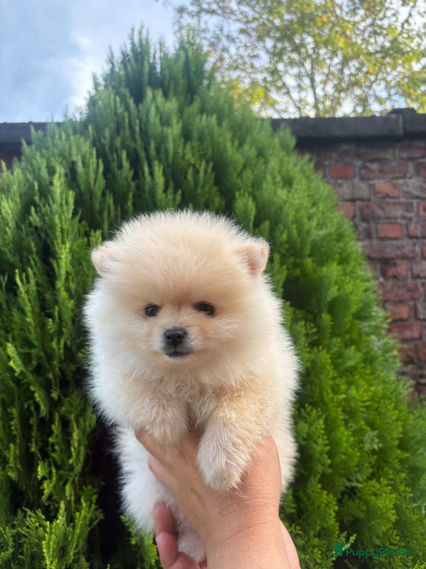 Pomeriaan honden Pomeriaan puppy - Advertentie 6