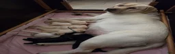 Labrador Retriever honden te koop: Prachtige blonde en zwarte labradorpups geboren! ♥ - Advertentie 3