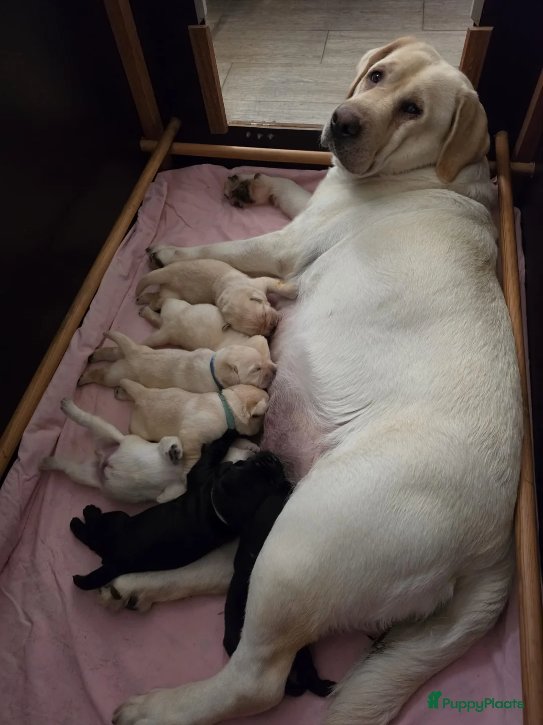 Labrador Retriever honden te koop: Prachtig zwart labrador reutje ! ♥ - Advertentie 2