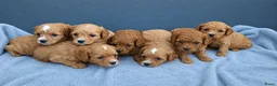 Cavapoo honden te koop: Prachtige Cavapoo pups beschikbaar  - Advertentie 12