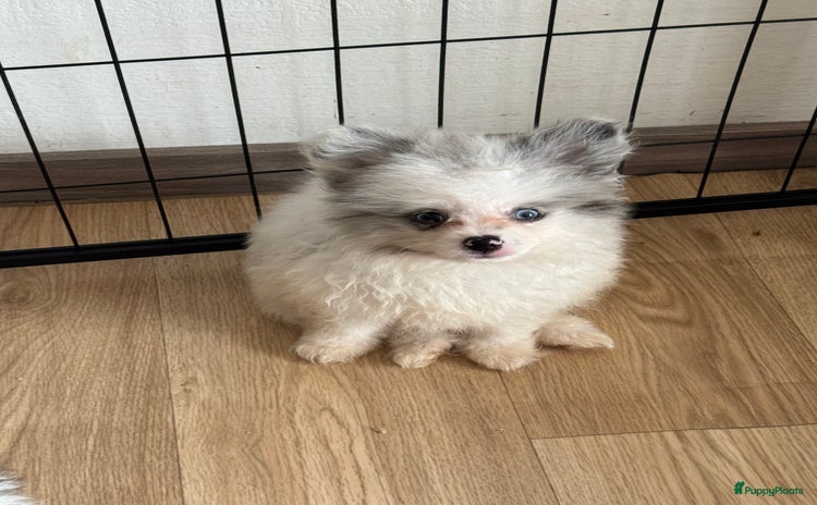 Pomeriaan honden in Zoetermeer - Advertentie 5