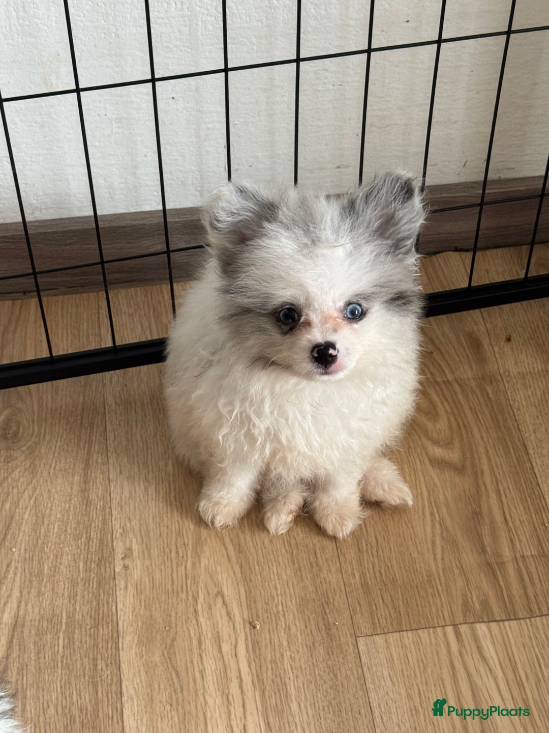 Pomeriaan honden te koop:  puppies mogen nu weg in prijs verlaagd  in Zoetermeer - Afbeelding 1