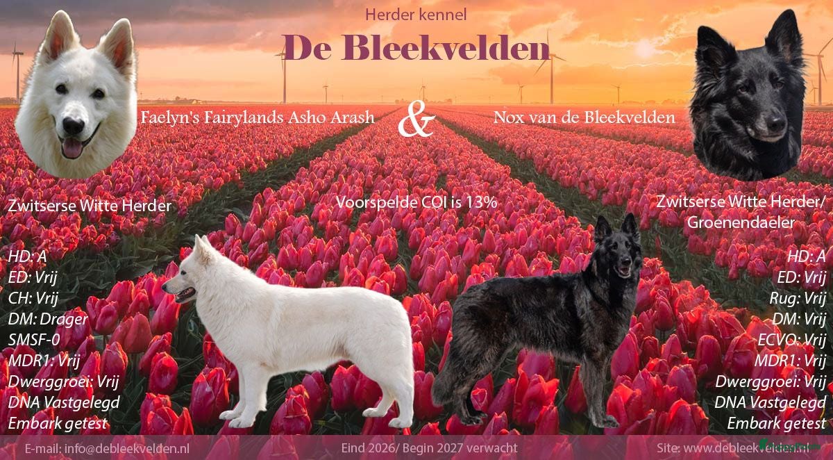 Kruising honden Nestaankondiging zwitserse witte herder outcross  - Advertentie 8
