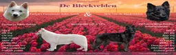 Kruising honden te koop: Nestaankondiging zwitserse witte herder outcross  - Advertentie 1