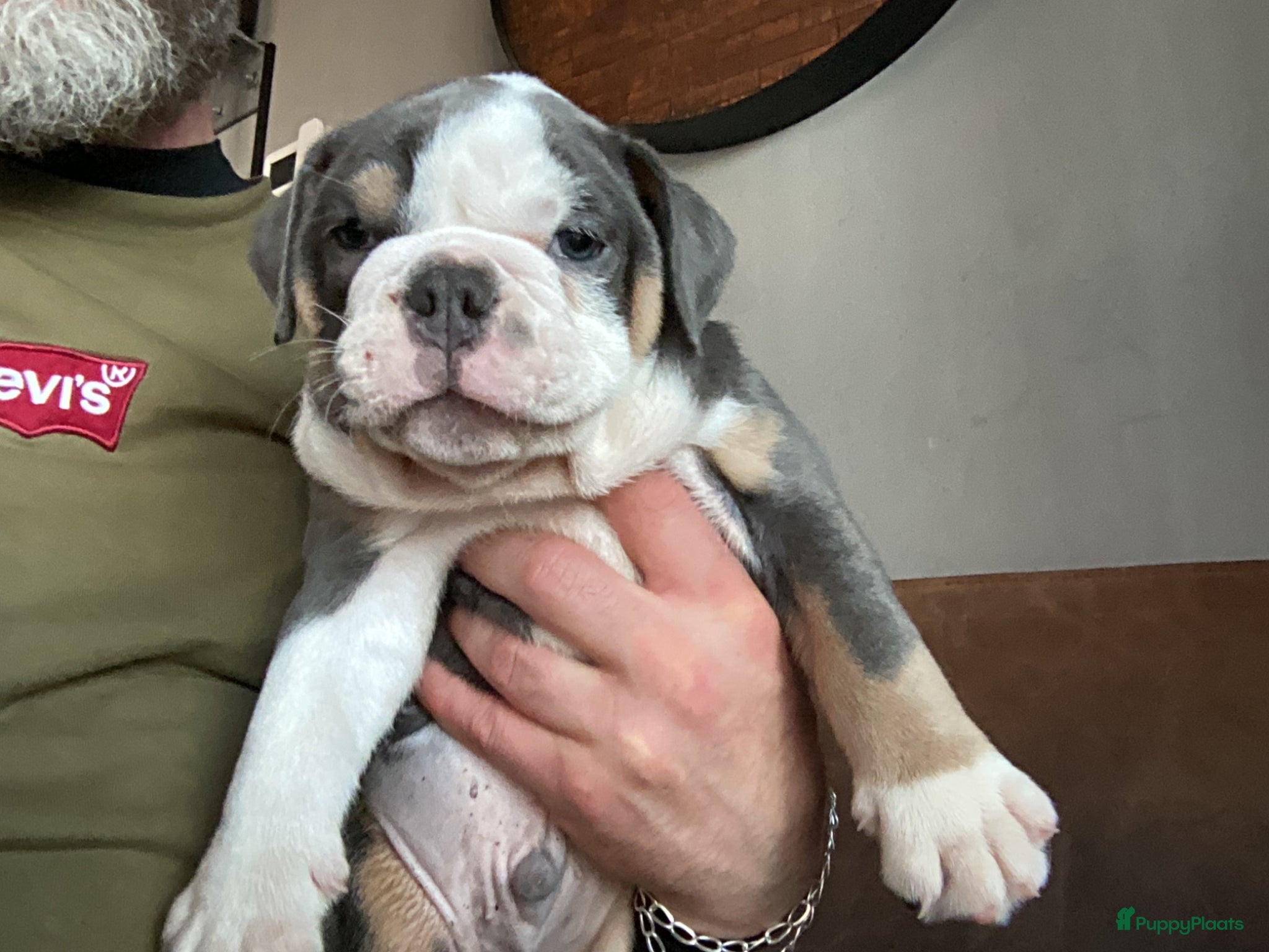 Old English Bulldog honden Prachtige Bulldog puppies - Advertentie 2