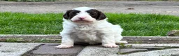 Labradoodle honden te koop: Nog 4 Mini Labradoodle pups beschikbaar.  - Advertentie 37