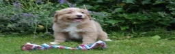 Nova Scotia Duck Tolling Retriever honden te koop: Mooie nova scotia duck tolling retriever pups  - Advertentie 10