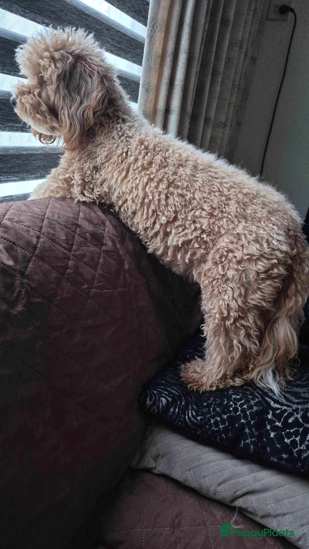 Maltipoo honden te koop: Lieve maltipoo reu - Advertentie 2