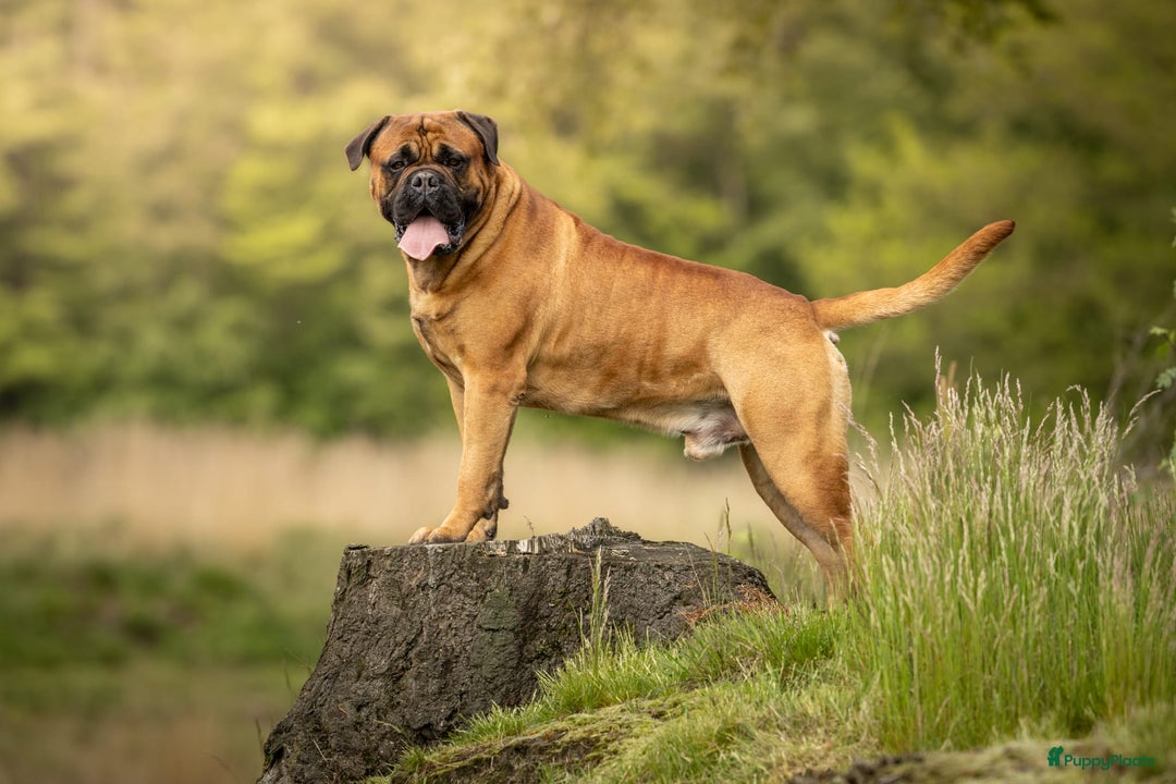 Galerij afbeelding {{count}}