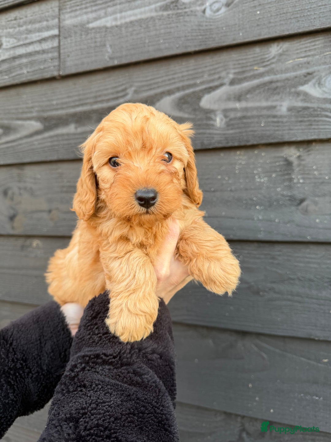 Cockapoo honden te koop: Prachtige Cockapoo pups beschikbaar! - Advertentie 5