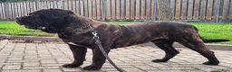 Mastiff honden ter dekking: Mastino / Mastiff Dekreu aangeboden - Advertentie 1