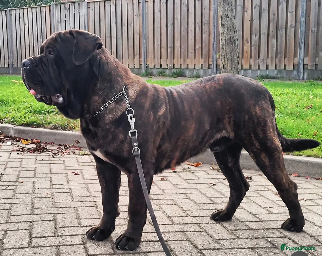 Mastiff honden ter dekking: Mastino / Mastiff Dekreu aangeboden - Advertentie 1