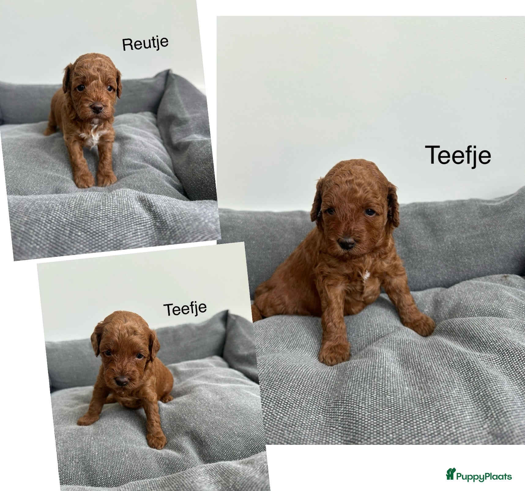 Dwergpoedel honden Prachtige rode dwergpoedel pups - Advertentie 2