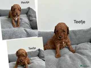 Dwergpoedel honden Prachtige rode dwergpoedel pups - Advertentie 2