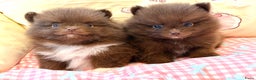Pomeriaan honden te koop: Choco pomeranian pomeriaan pups te reserveren - Advertentie 14