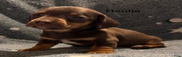 Teckel (korthaar)  honden te koop: Teckel pups choco tan / black and tan  - Advertentie 3