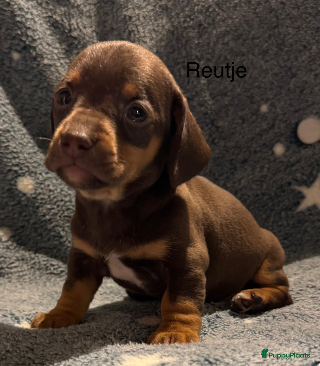 Teckel (korthaar)  honden te koop: Teckel pups choco tan / black and tan  - Advertentie 3