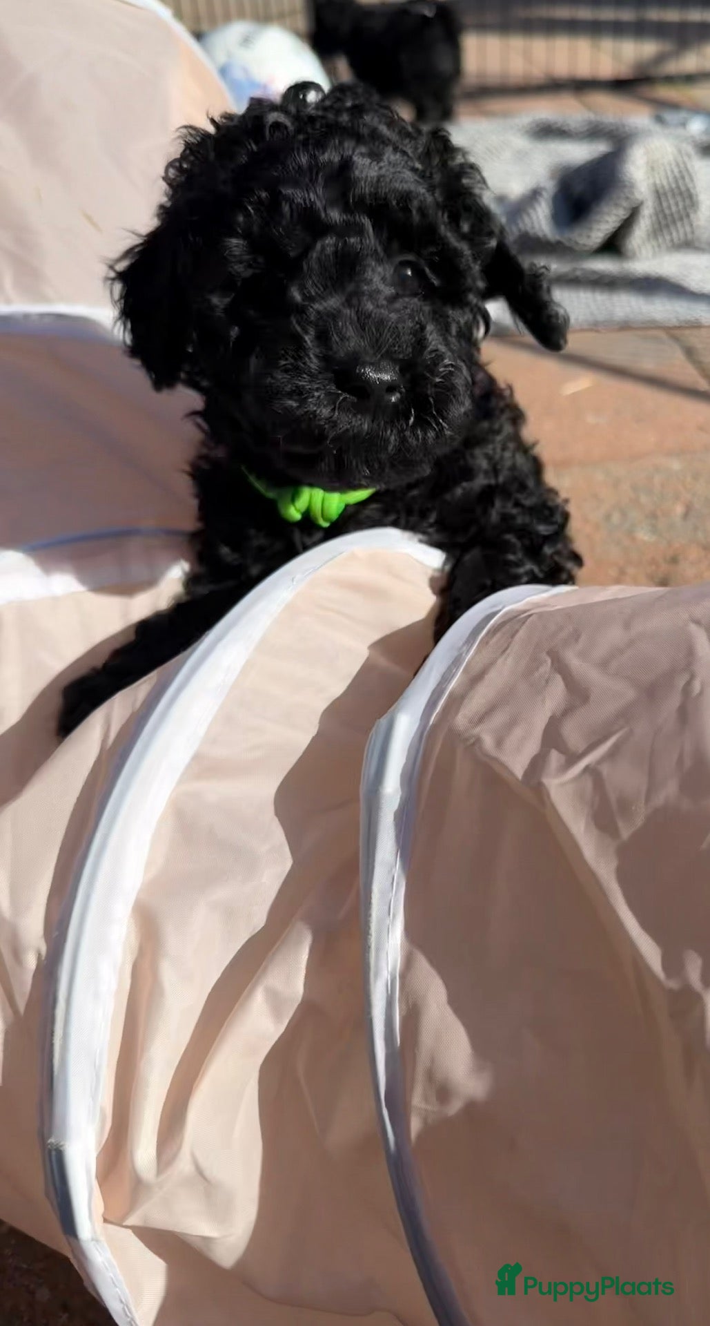 Kruising honden  Mini Australian labradoodle pup, mag verhuizen  - Advertentie 3