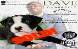 Amerikaanse Bully honden te koop: American Bully XL Puppies - Afbeelding 4