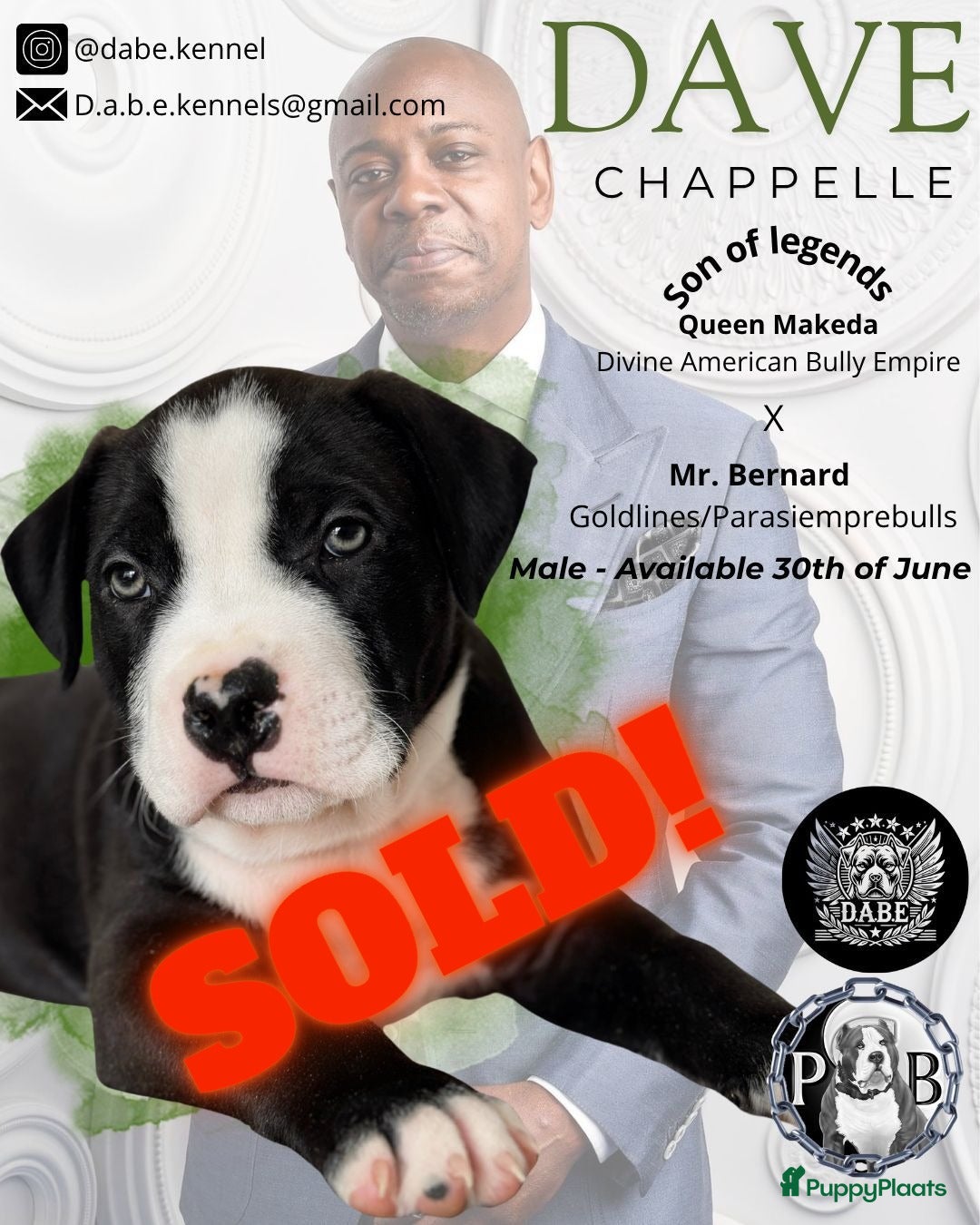 Amerikaanse Bully honden te koop: American Bully XL Puppies - Afbeelding 4