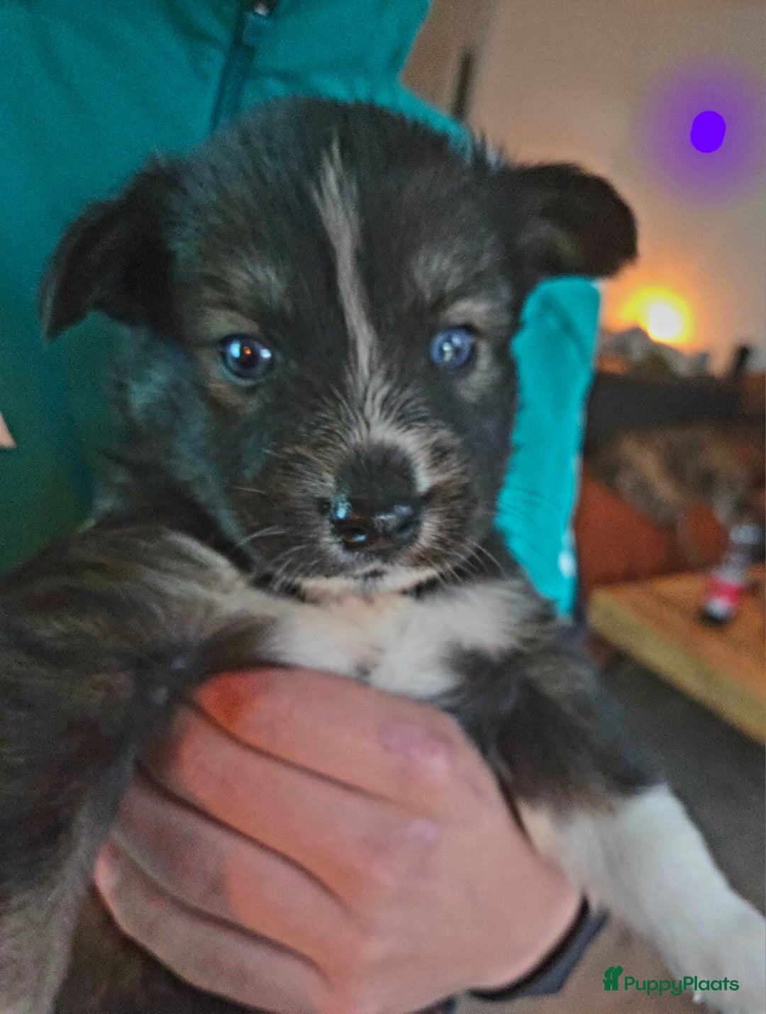 Kruising honden te koop: Kruising X Husky pups! Super mooi en leuk! - Advertentie 7