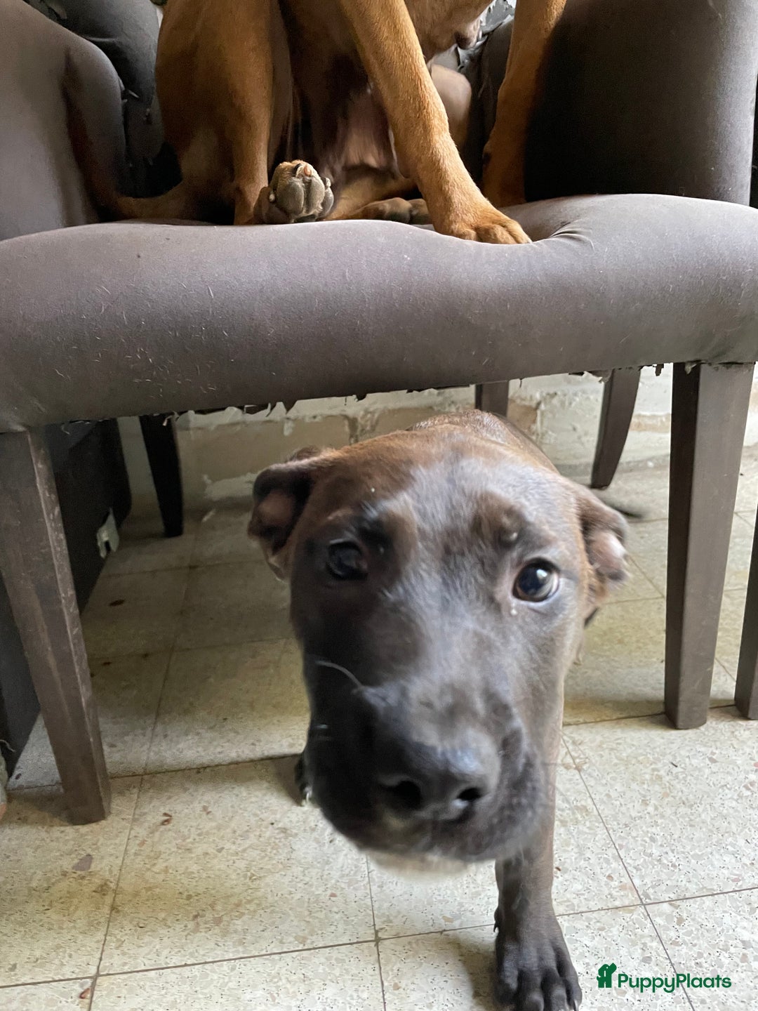 American Staffordshire Terriër honden te koop: Stafford mix cane corso  - Afbeelding 10