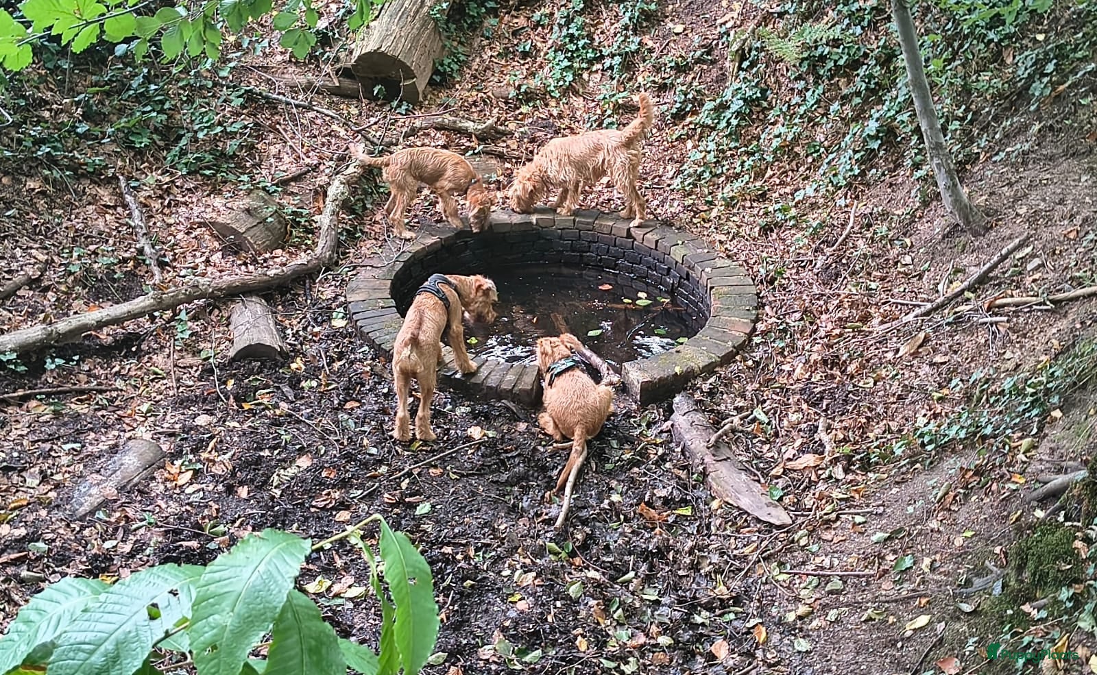 Ierse Terriër honden te koop: Ierse Terriër pups - Advertentie 5