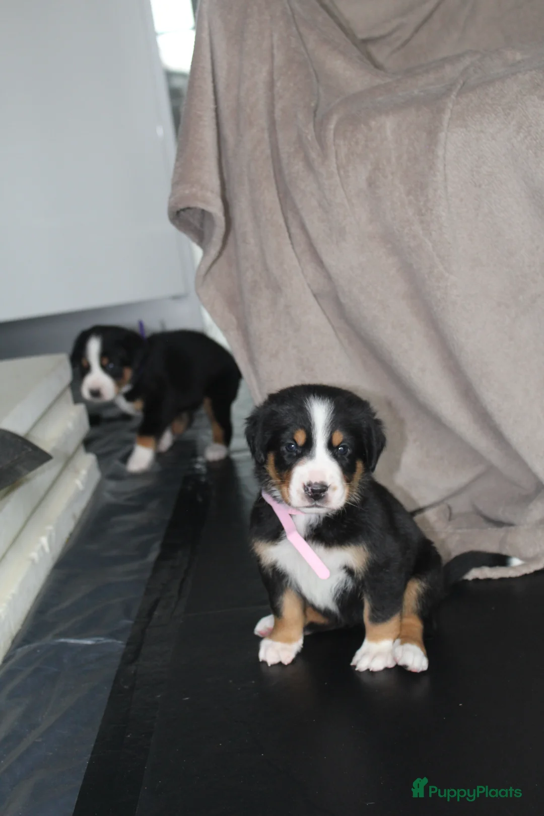 Grote Zwitserse Sennenhond honden te koop: Super leuke grote Zwitserse Sennen pups - Advertentie 25