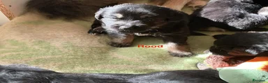 Rood bandje