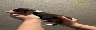 Australian Shepherd 8