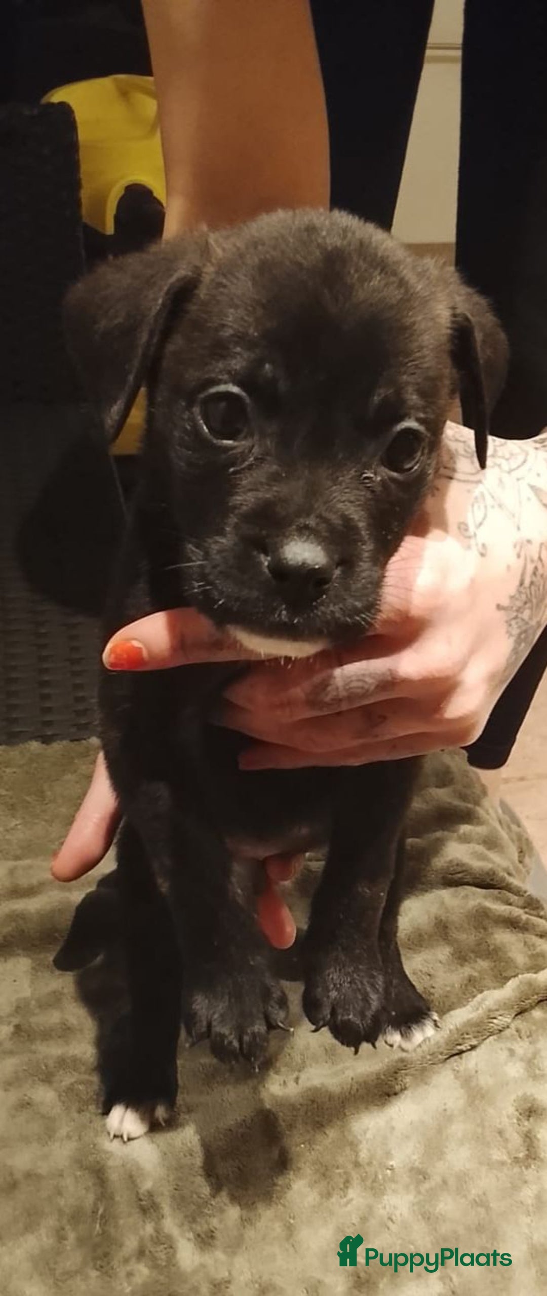 Kruising honden te koop: Nog3 teefjes,en 4 reutjes Pressa/Fila brasileiro  - Advertentie 8