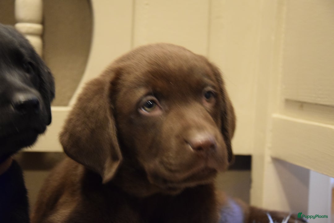 Labrador Retriever honden te koop: Labrador Retriever pups met stamboom - Advertentie 8