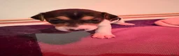 Jack Russel Terriër honden te koop: Schattige jack russels te koop  - Advertentie 34