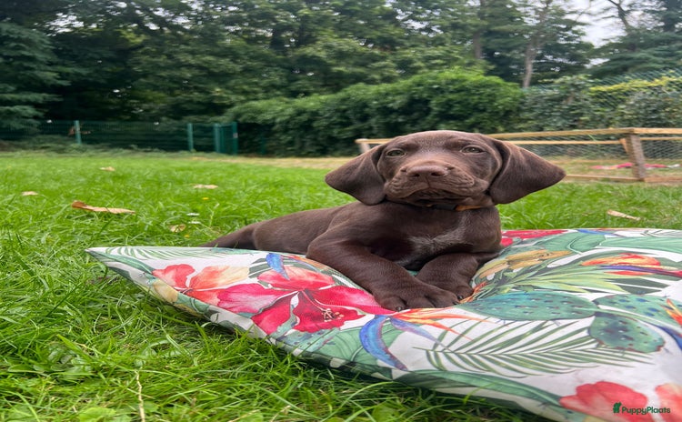 Vizsla korthaar honden - Advertentie 12