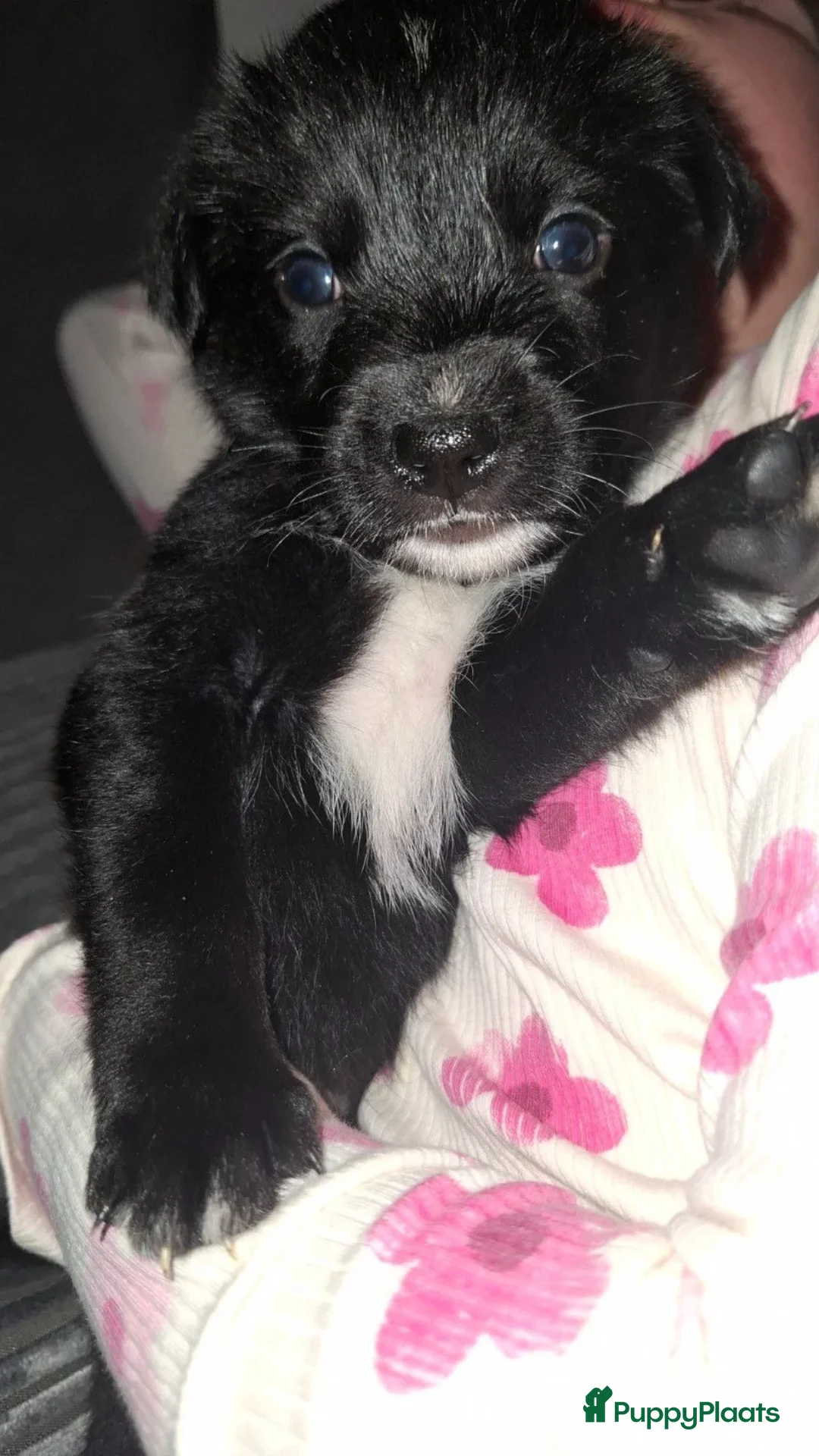 Kruising honden te koop: Boulab pups - Advertentie 4