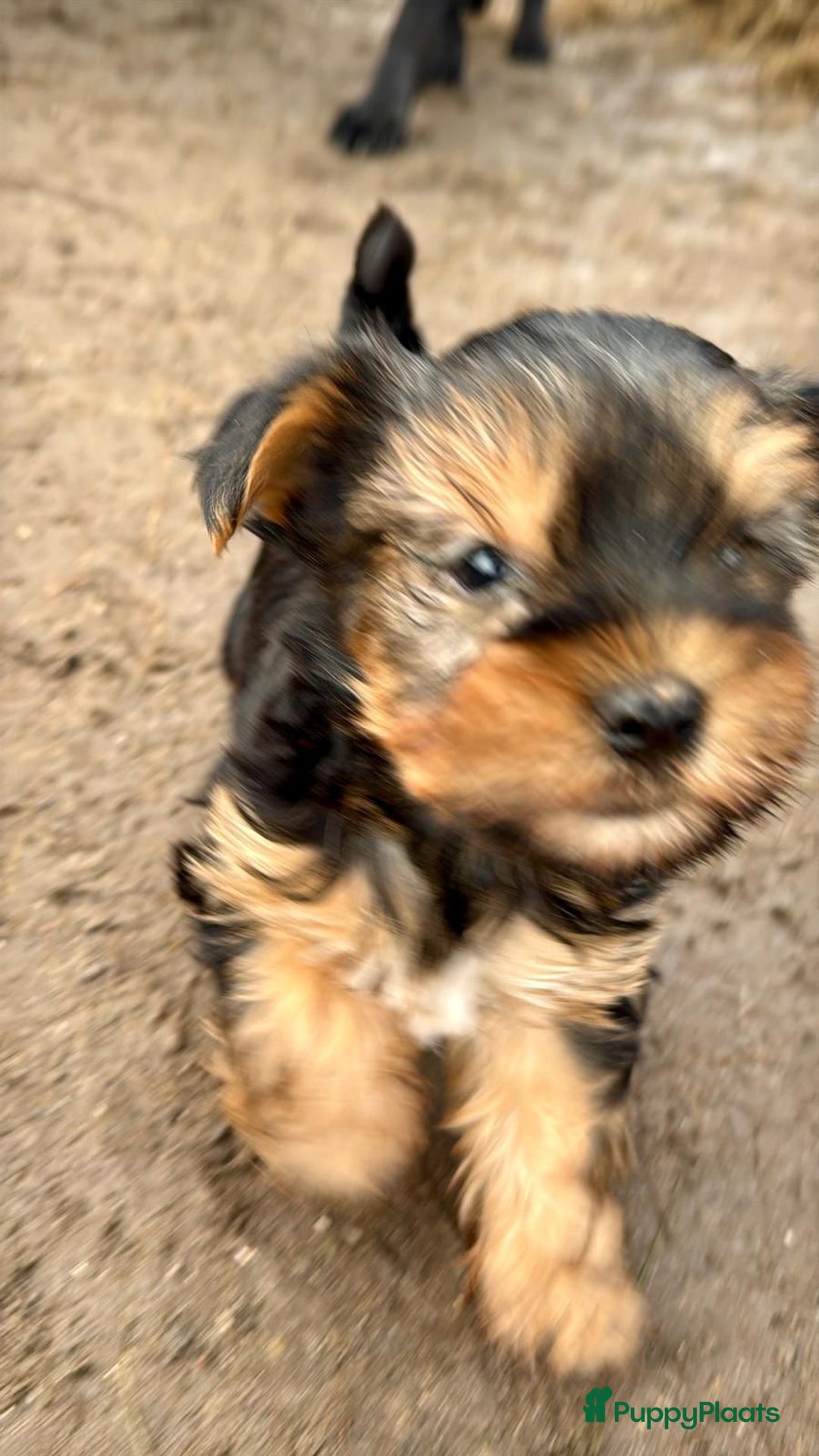 Yorkshire Terriër honden te koop: Yorkshire terriër puppies zoeken goudenmand. - Advertentie 4