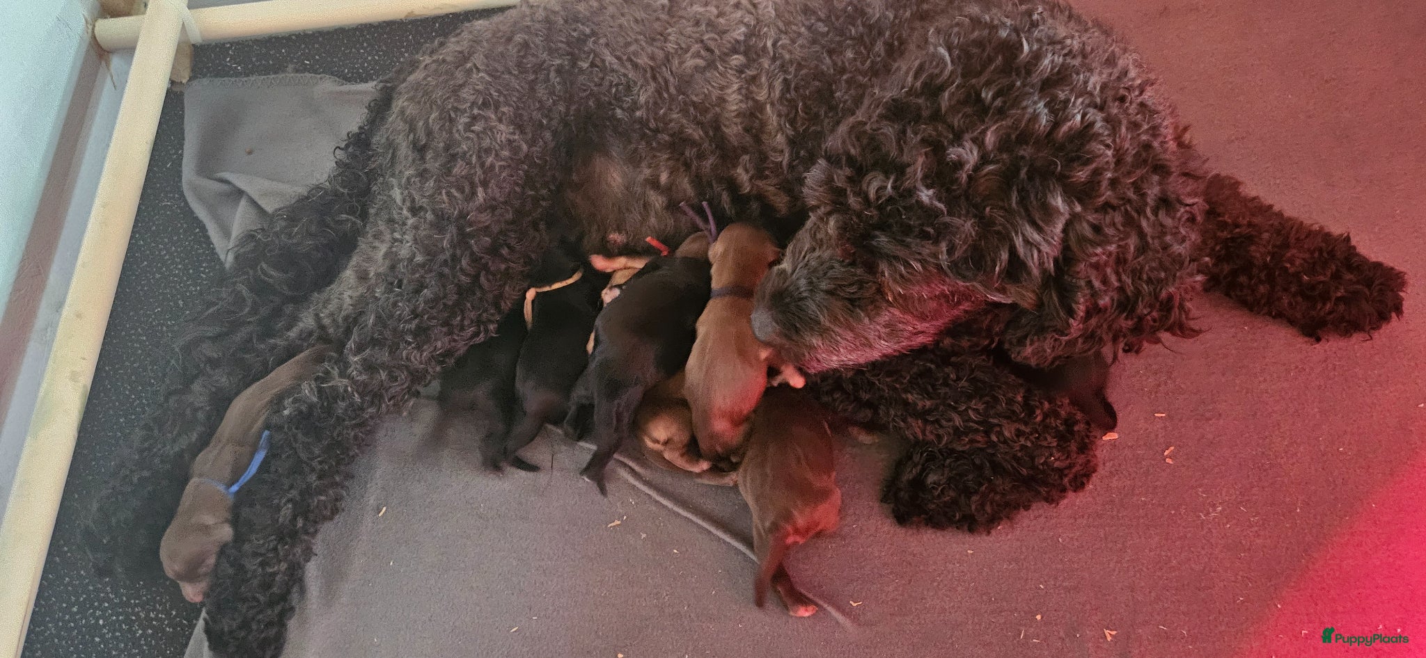 Kruising honden 10 supermooie pups geboren!!! Labradoodle/goldend - Advertentie 2