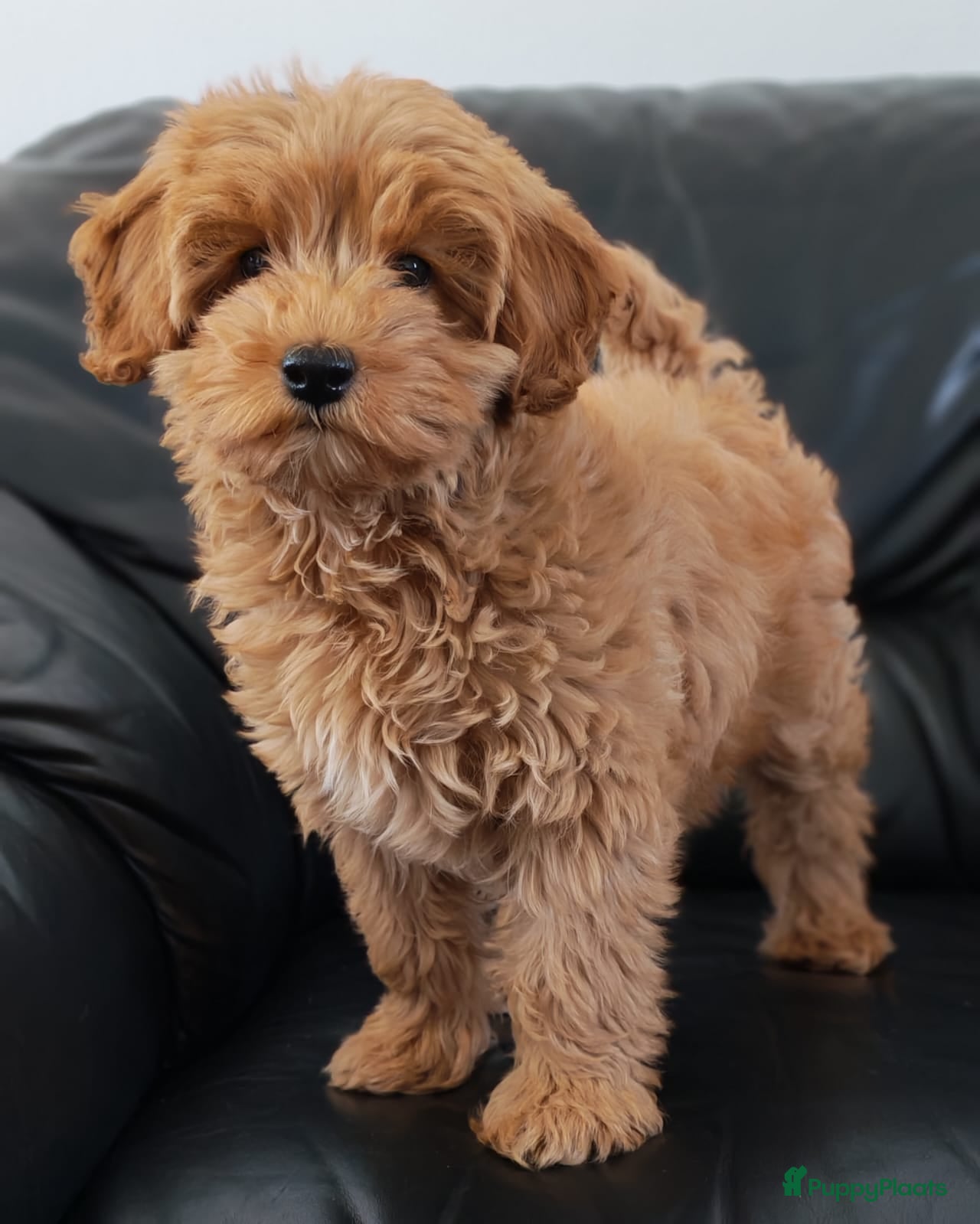 Cockapoo honden Cockapoo pup (Toy Poedel x Cocker Spaniël) - Advertentie 1