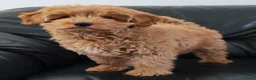 Cockapoo honden te koop: Cockapoo pup (Toy Poedel x Cocker Spaniël) - Advertentie 1